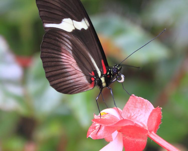 MARIPOSARIO ESTELAR Recinto del Pensamiento Hotel & Centro de Convenciones Manizales