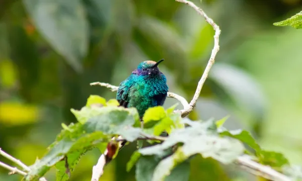 Avistamiento de Aves ESTELAR Recinto del Pensamiento Hotel & Centro de Convenciones Colombia - Manizales Avistamiento de Aves ESTELAR Recinto del Pensamiento Hotel & Centro de Convenciones Colombia - Manizales